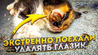 ХЕППИ  ОСТАНЕТСЯ СЛЕПОЙ?😱У МЕНЯ +1 ХВОСТИК