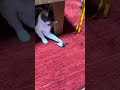 狩りの練習#ねこのいる暮らし #ねこ動画 #ねこのいる生活