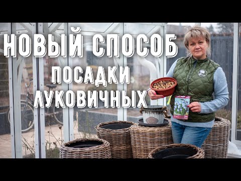 Посадка луковичных под зиму. Луковичные в контейнере. Сохранение луковичных растений до весны