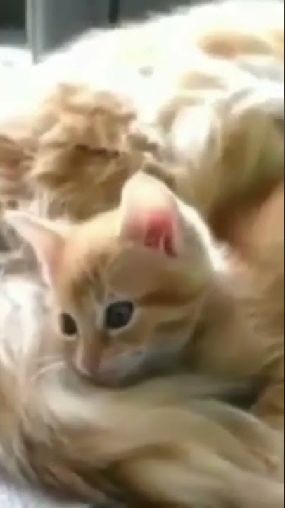 Super Cute Animals Super Cute Cat#153 #Shorts