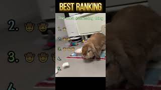 Funny rabbit 🐰#rabbit #funny #foryou #funnyvideo #fyp #funnytiktok #Interesting #videos #laugh #fun