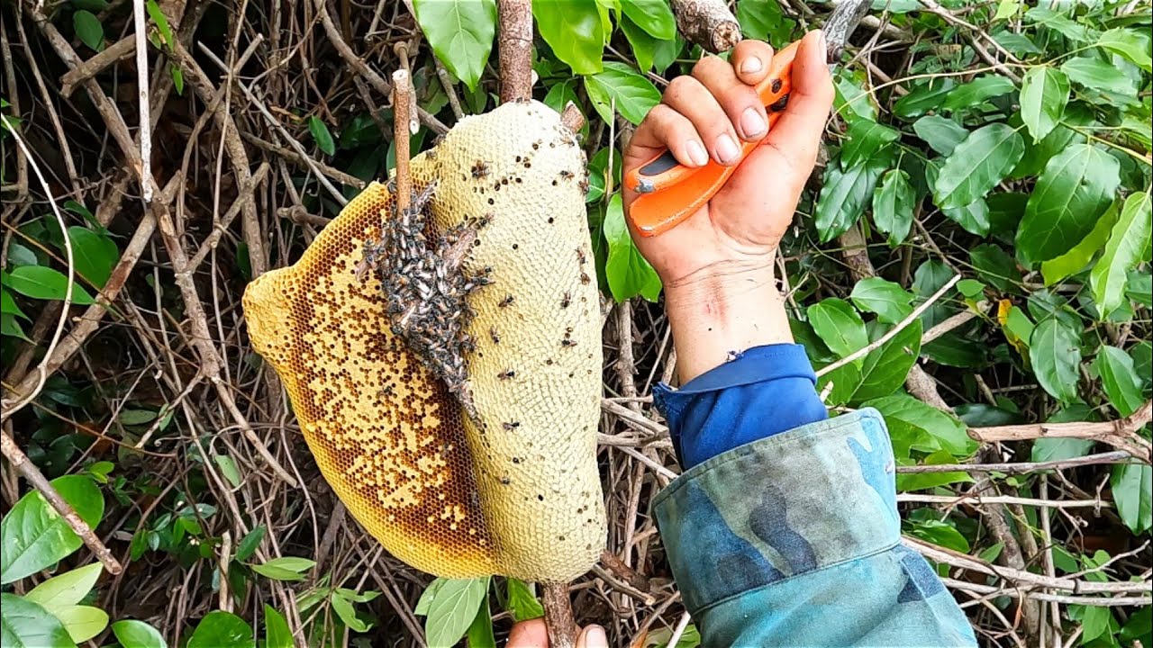 Tìm ong ruồi ở tánh linh bình thuận được tổ ong bự quá đã // Phương Nguyễn SB