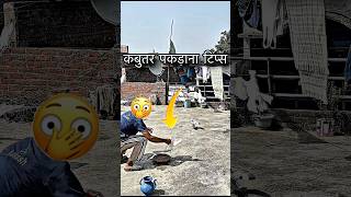 Kabutar pakane ki tips 🤯 pigeon vlog #shorts #ytshorts #trendingshorts