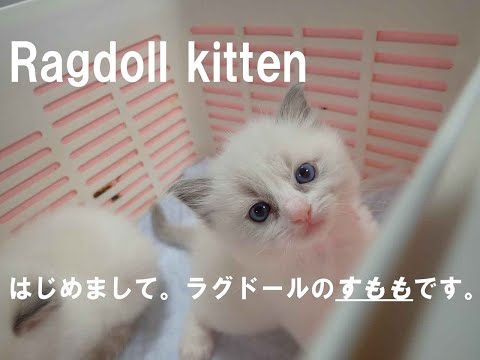 ラグドールの子猫を迎えます!