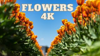Blooming Beauty: Exploring the World of Flowers  #flowers #beautiful #world