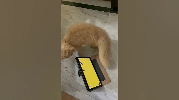 Video 11359041: persian cat playing, cat playing game