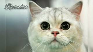 Tiktokdaky Gorkunç Ses