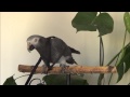 More harness training - Timneh African Grey