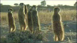Peeing meerkats screenshot 2