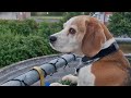 Beagles Are Happy to Welcoming Children After First Day of School