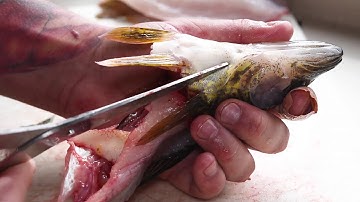 Cooking Walleye Wings and Cheeks