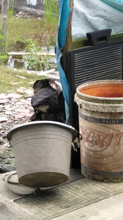 Desahan disiang hari sampai crot muncrat
