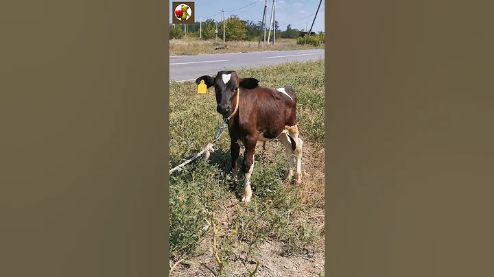 Baby Cow Sound 🐄 | Cow video #shorts