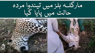 Leopard found dead at Islamabad’s Margalla hill | Aaj News