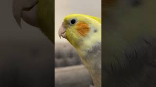 The cockatiel bird imitates sounds - does the cockatiel bird speak - cockatiel parrot#birds