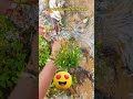 Free Me Mile 1000₹ Ke Aquatic Plants 😱 | Lucky Day in Fish Farming #fishshorts #guppyfish #shorts