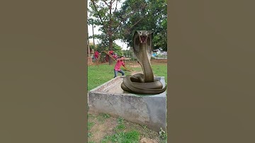 Nagin || snake funny video || VFX funny snake 🐍 video comedy #youtubeshorts