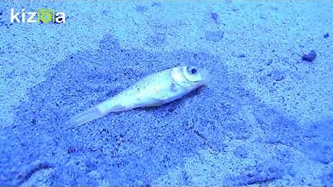Kizoa Movie - Video - Slideshow Maker: PSA- Save the Fish.