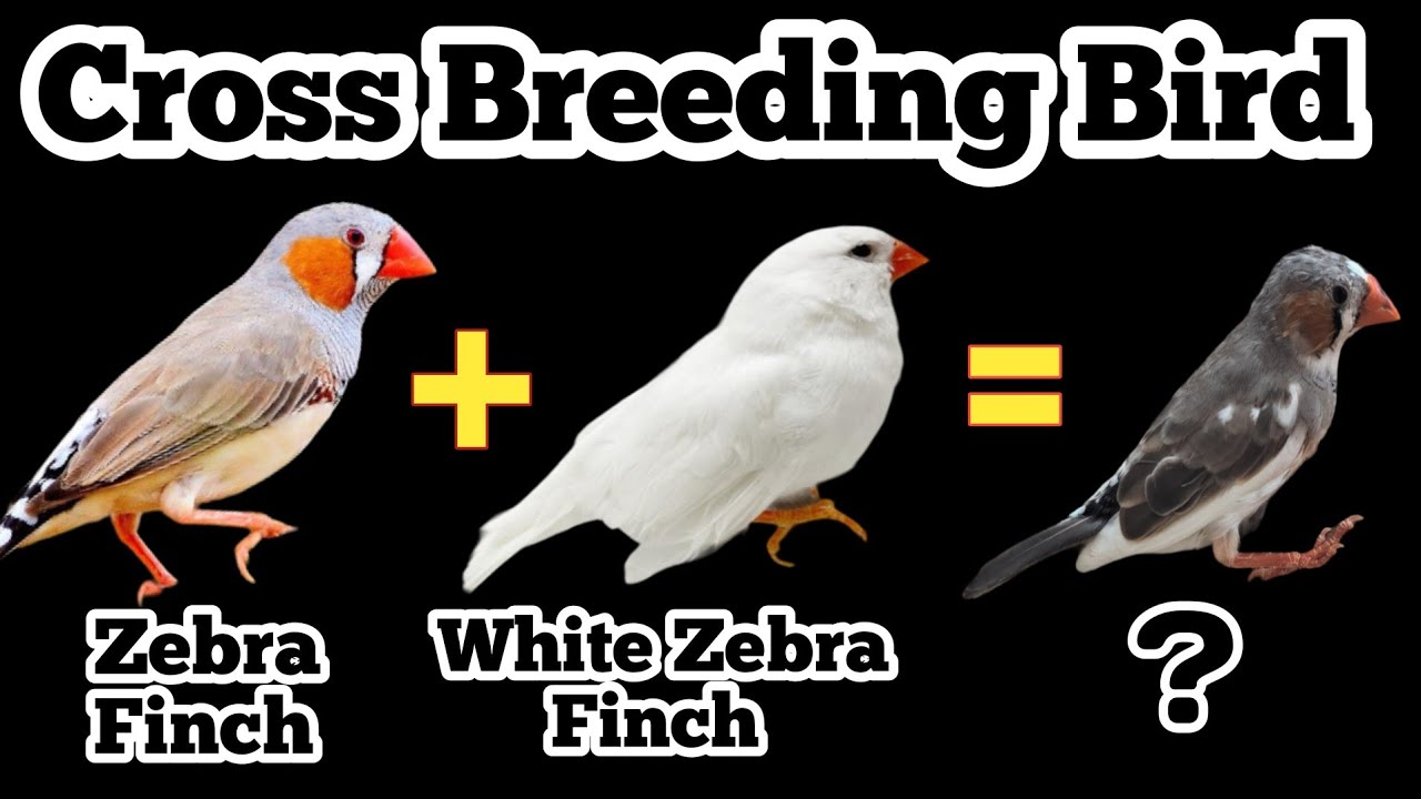 Zebra Finch Cross Breeding / Zebra Finch Complete Information / Zebra