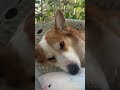 Foot base#The dog s thoughts are all written on its face#Corgi#Cute Pet Debut Plan.#Cure