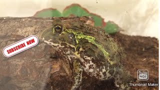 ‼️HOW TO TAKE CARE OF A PIXIE FROG‼️
