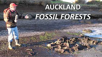 Two Fossil Forests, Ihumātao, Auckland