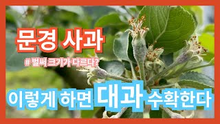 [박스팜] 2024 농부일기 - 사과편 ep.6 [사과 적과는 대과를 만든다]