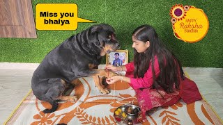 Happy Raksha Bandhan jerry | Dog miss his owner | emotional dog video | @snappygirls02