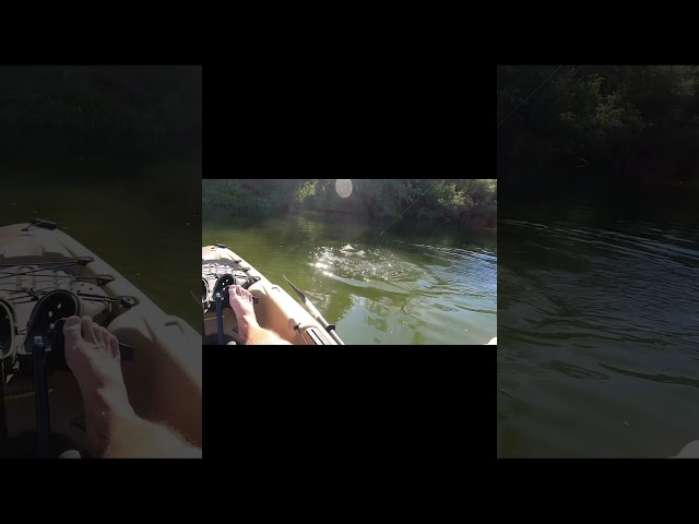 First bite in 2 hours… of course it comes off! #fishing #bassfishing #bass #kayakfishing