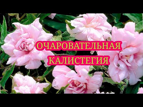 Очаровательная незнакомка - КАЛИСТЕГИЯ !