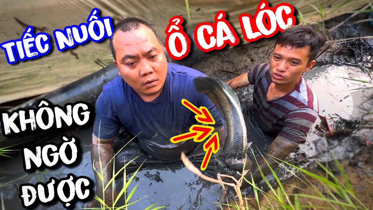 Thánh xàm tiếc nuối khi phát hiện ra ổ cá lóc đồng to mà để thoát được | bữa cơm dẫn dã
