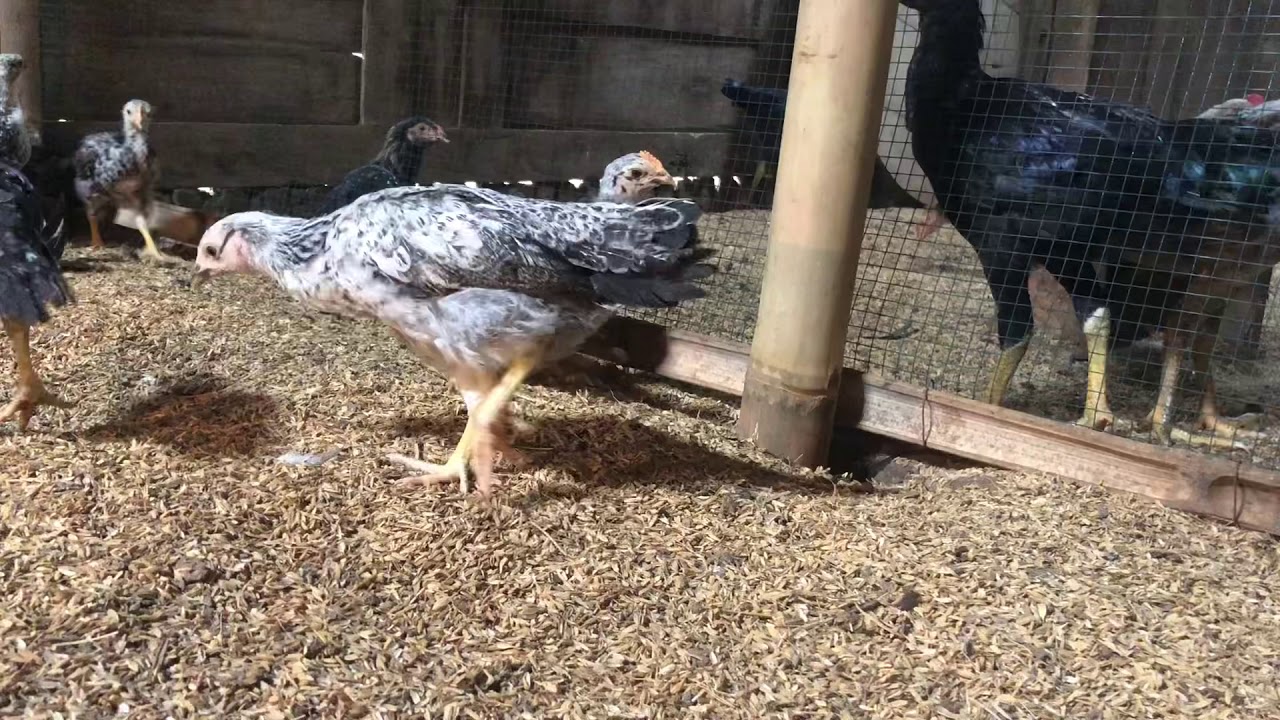 Ayam gaok usia 5 minggu bobot mulai meningkat pesat 