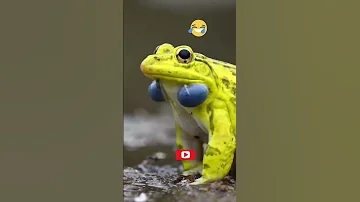 A Frog Sound Shorts 
