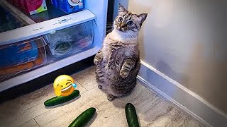 😂😂 So Funny! Funniest Cats and Dogs 😂🤣 Funniest Animals # 19