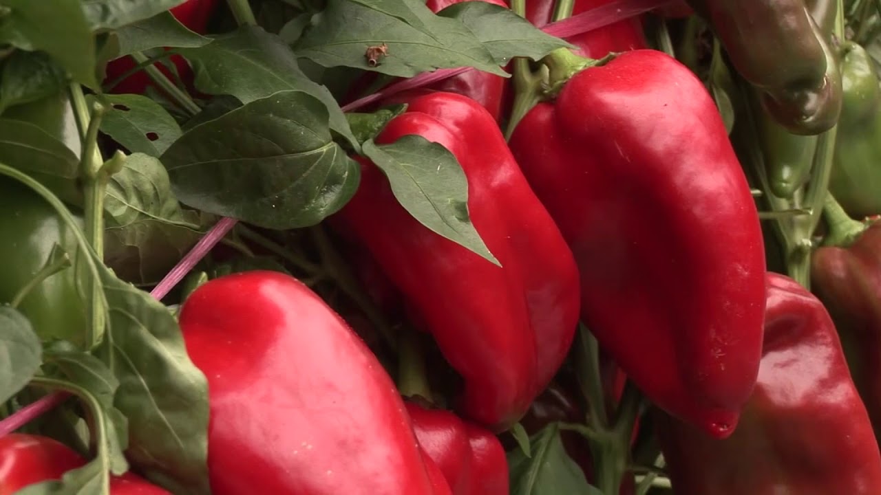 Milomir Antović - MIŠINA F1