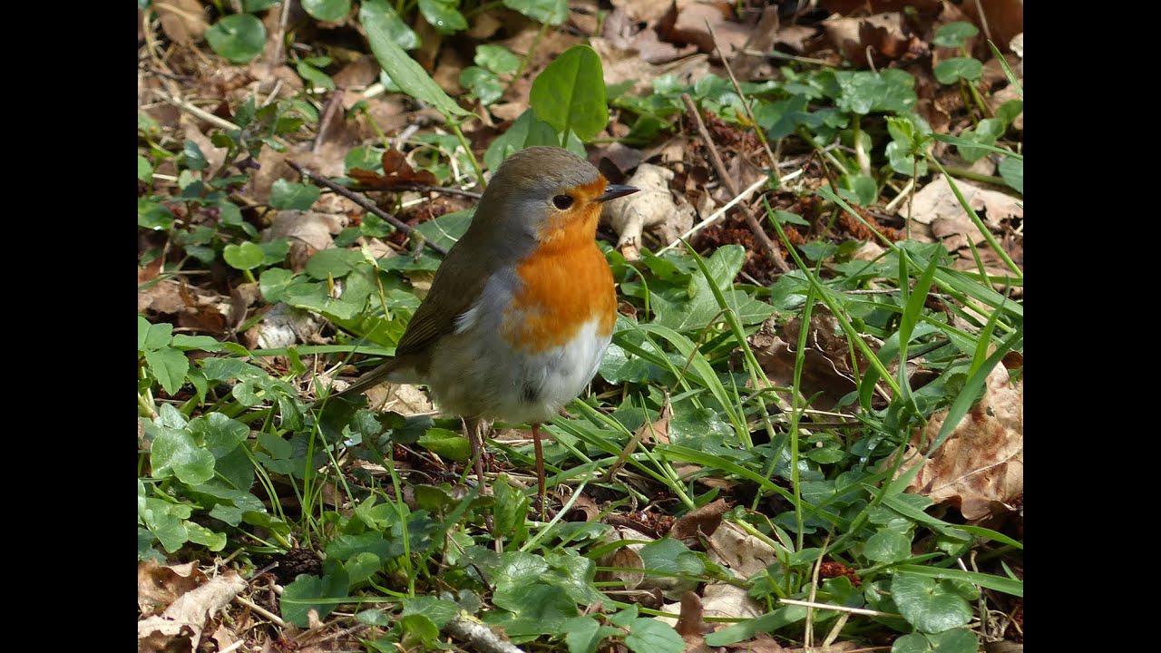 Roodborst en merel. European Robin and Blackbird.