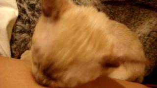 Breast Feeding My Kitten Children (2) Breast Feeding My Kitten Children (2)