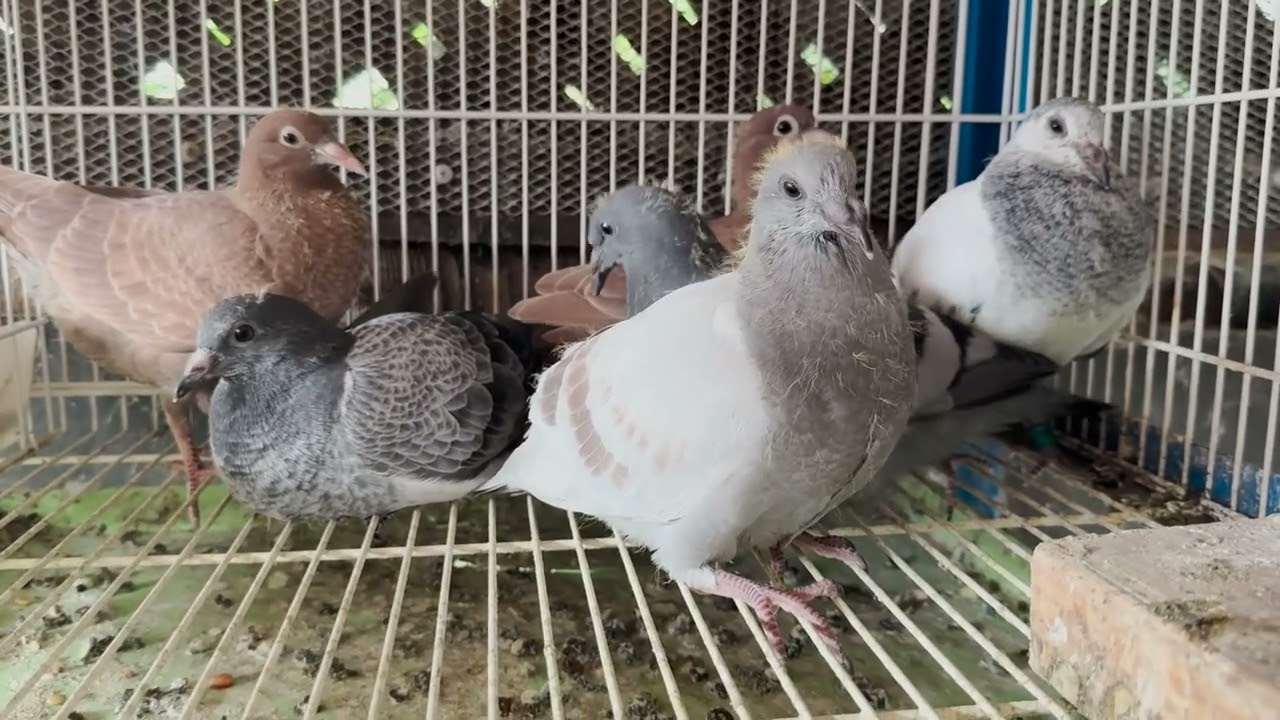 Loft Update: The END of Breeding Season 