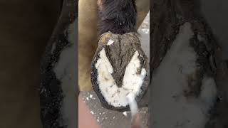 Taking Off The Horseshoe And Prepping The Hoof #Asmr #Farrier #Shorts #Satisfying #Horse