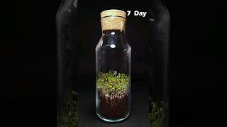Growing microgreens in bottle - time lapse #greentimelapse #gtl #timelapse