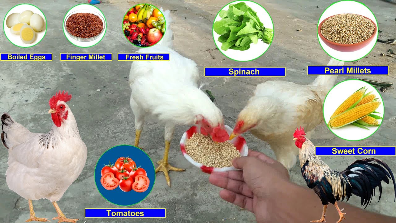 what-do-chickens-eat-chicken-food-list-what-to-feed-chickens-youtube