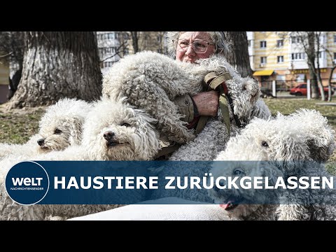 Video: Gemeinnützige Organisation wirft Hunde als Models zur Förderung der Adoption auf