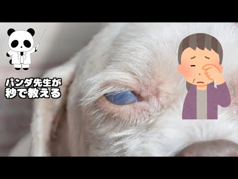 人も犬も白内障はカンタンに防げる