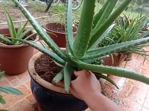 Video: Pokok Lidah Buaya