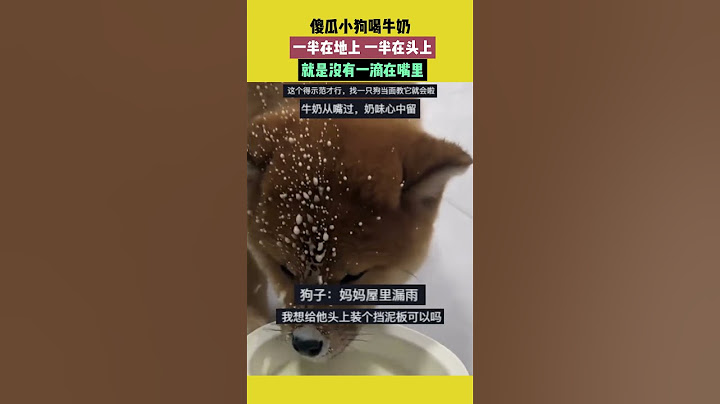 傻瓜小狗喝牛奶，一半在地上，一半在头上，就是没有一滴在嘴里 #宠哈哈