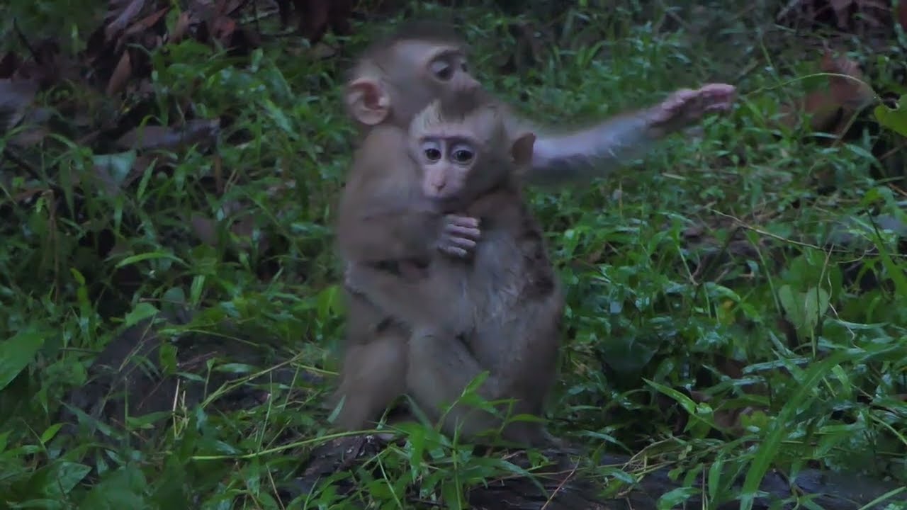 Night is coming! Winky & Binky are cold, they are waiting for Nicole to bring them to sleep on tree