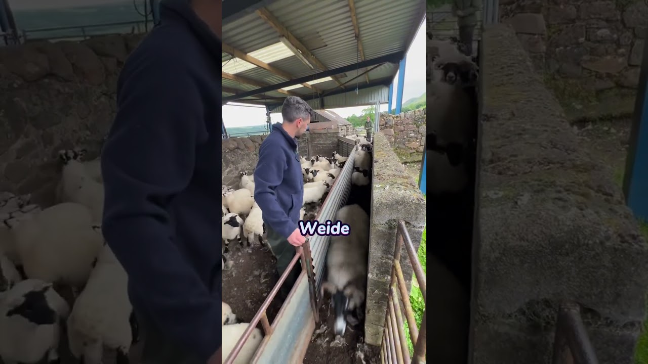 Schafe trennen? Leichter gesagt als getan!