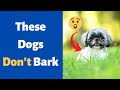 Why Some Dog Breeds Rarely Bark? Why is it So? [Shocking Revelation]