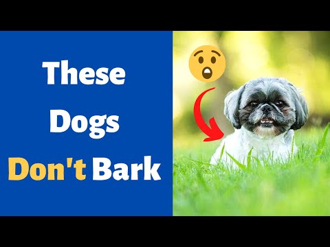 Video: The Quiet Canine: Why Some Dogs Bark Rarely