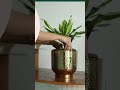 Festive Plant Decor Kit: Plant Repotting Made Easy #gardenup #plantdecor #shorts